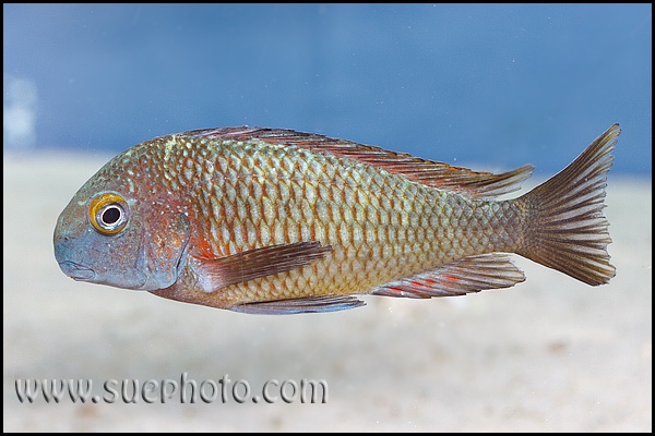 Tropheus moorii 'Molwe'